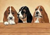 Basset Hound Puppies